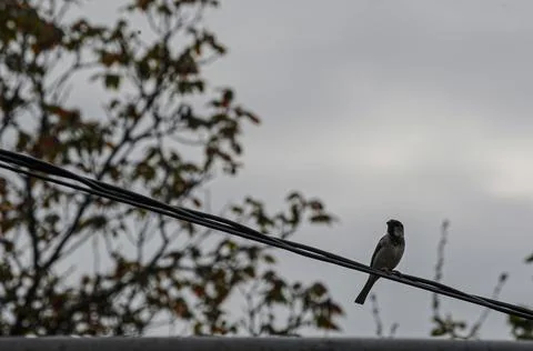 Sparrow Stock Photos