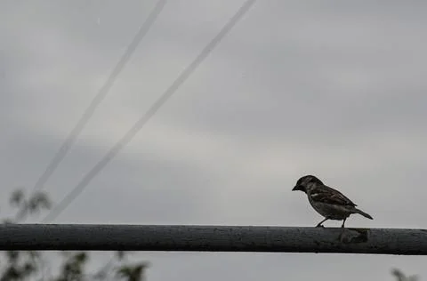 Sparrow Stock Photos