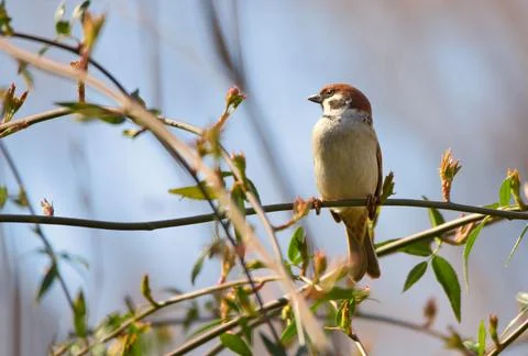 Sparrow Stock Photos