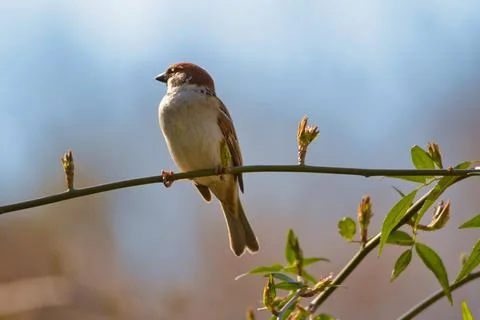 Sparrow Stock Photos