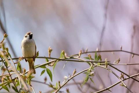 Sparrow Stock Photos