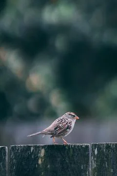 Sparrow Stock Photos