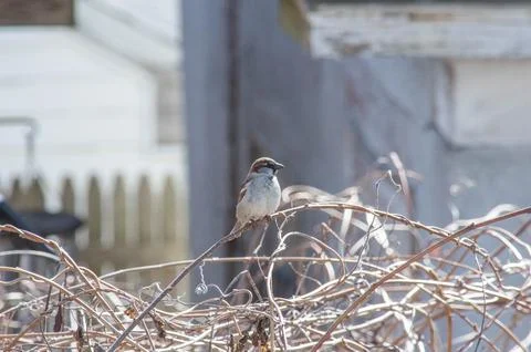 Sparrow Stock Photos