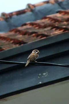 Sparrow Stock Photos