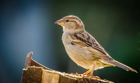Sparrow Stock Photos