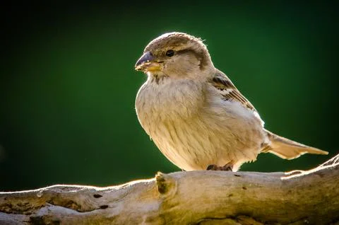 Sparrow Stock Photos