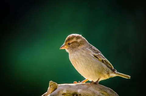 Sparrow Stock Photos