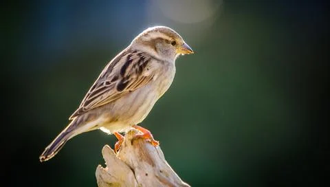 Sparrow Foto stock