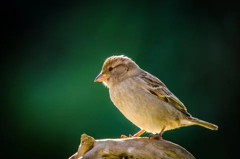 Sparrow Stock Photos