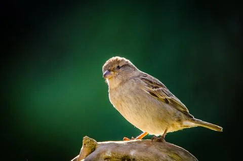 Sparrow Stock Photos