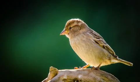 Sparrow Stock Photos
