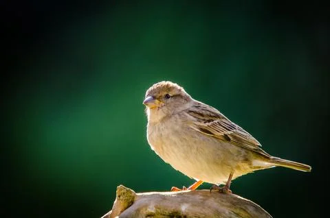 Sparrow Stock Photos