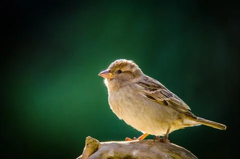 Sparrow Foto stock