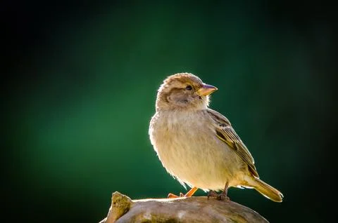 Sparrow Stock Photos