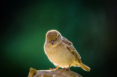 Sparrow Stock Photos