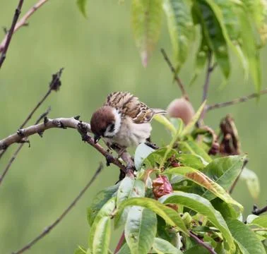 Sparrow Stock Photos