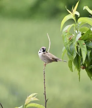 Sparrow Stock Photos