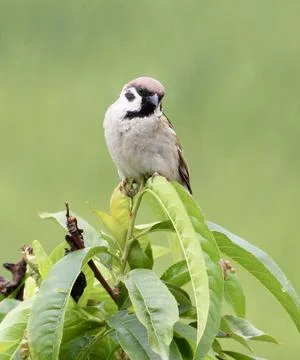 Sparrow Stock Photos