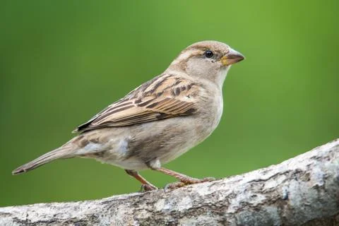 Sparrow Stock Photos