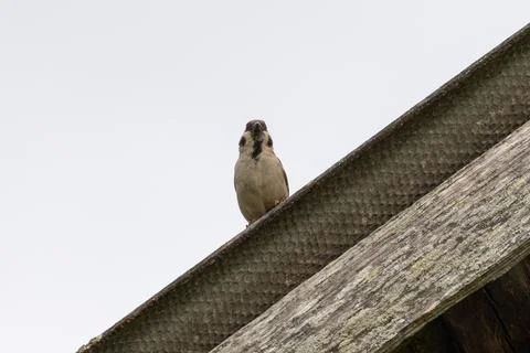 A sparrow Stock Photos