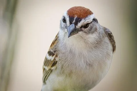 Sparrow Stock Photos