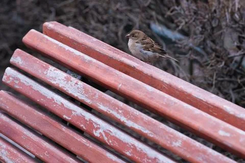 Sparrow Stock Photos