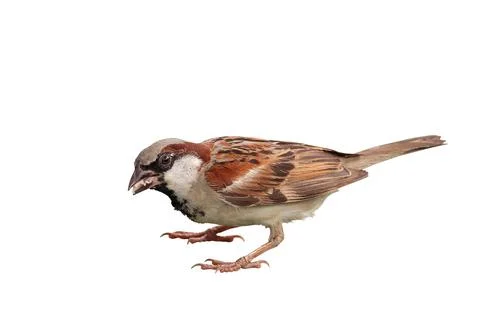 Sparrow Stock Photos