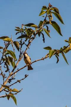 Sparrow on the plant Stock Photos
