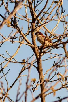 Sparrow on the plant Stock Photos