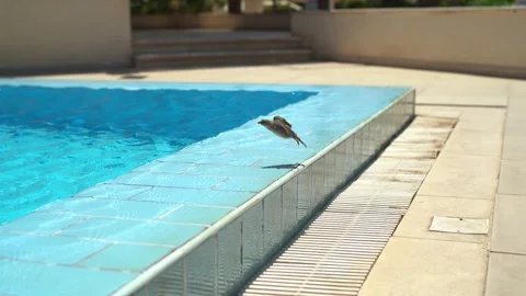A Sparrow On The Poolside Stock Footage 245338104