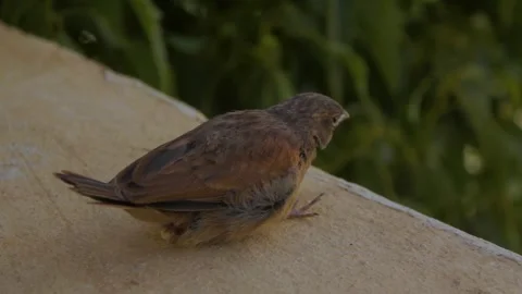Sparrow pooping on a wall Video stock 308726268