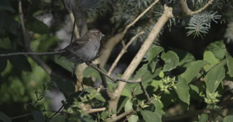 Sparrow poops and flies away, 4K slomo Stock Footage 222019733