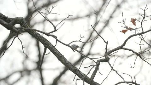 Sparrow preening on cold winter branch Video stock 230914581