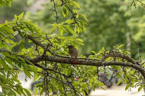 Sparrow profile in a tree Foto stock