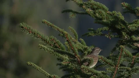 Sparrow (Prunella modularis)  Passera scopaiola Video stock 252155861