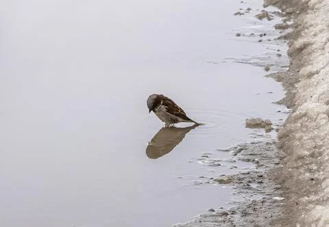 Sparrow in a puddle. Stock Photos