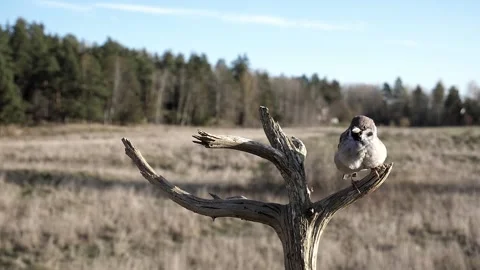 Sparrow puffs itself up on a cold fall day. Stock-Footage 172263336