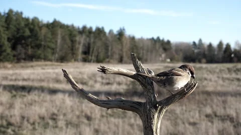 Sparrow pulls on a thread that it doesn't like. Stock-Footage 172263339