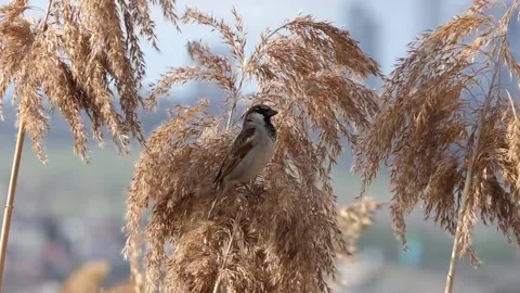 A sparrow on the reeds Video stock 236744999