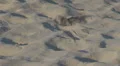 Sparrow refreshing and taking a bath in sand HD Footage