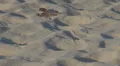 Sparrow refreshing and taking a bath in sand HD Footage