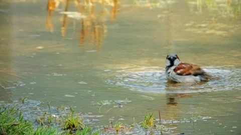 Sparrow refreshing on a pond during the heat of the summer Stock Footage 130947908