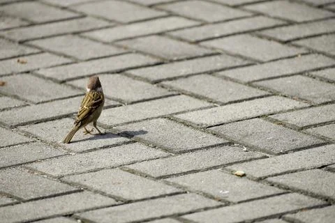 Sparrow resting on ground Stock Photos