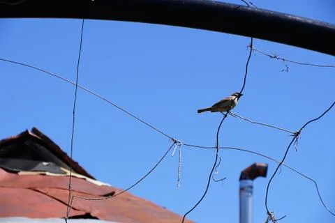 Sparrow resting Stock Photos