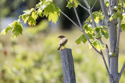 Sparrow Resting on Post Beside Maple Tree in Summer Stock Photos