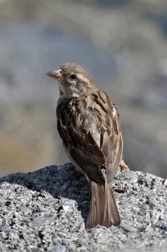 Sparrow on a rock looking back Stockfoto's