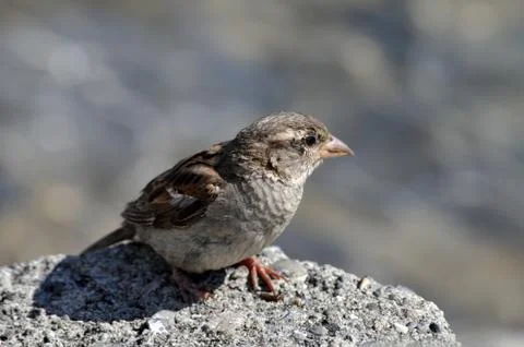 Sparrow on rocks Stock Photos