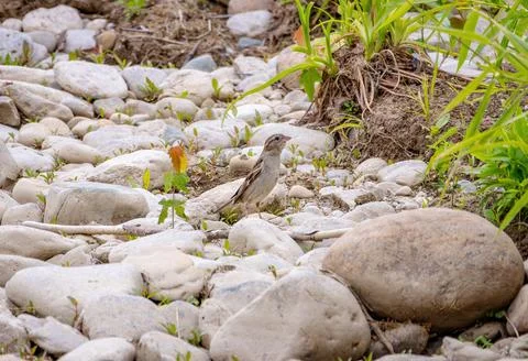 Sparrow on the Rocks Stock Photos