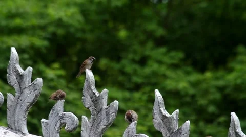 Sparrow on the roof structure Stock Footage 56702850