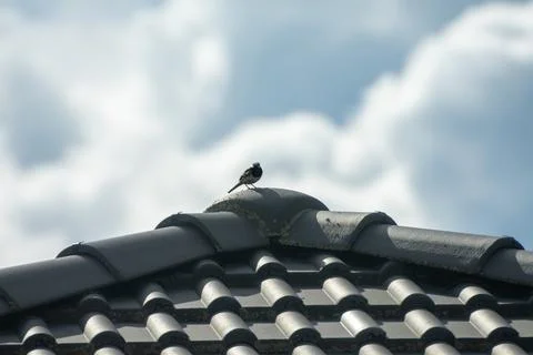 Sparrow on the rooftop Stock Photos